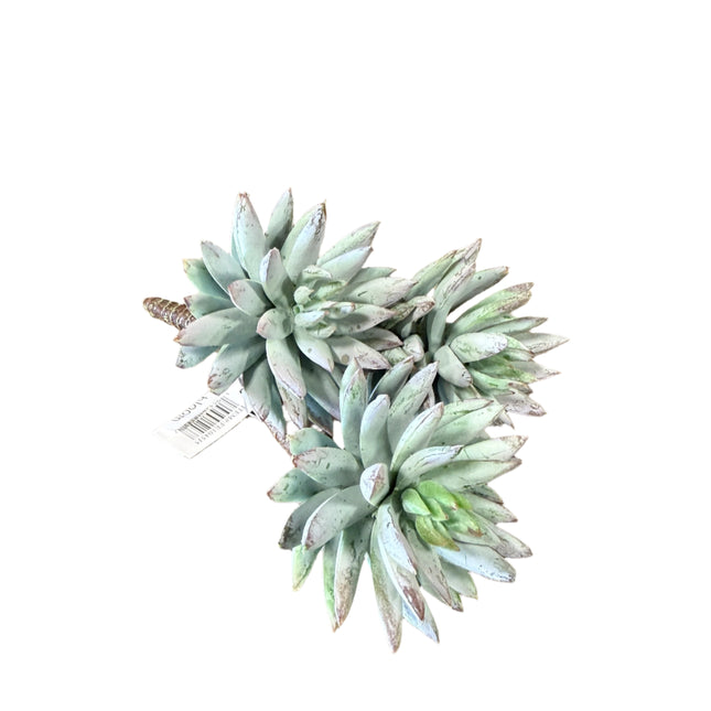 Succulent Pick image 0