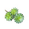 Home Decor - Artificial Florals