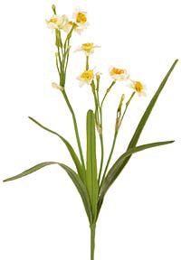 Narcissus Gold/White