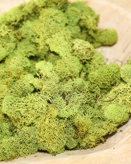 Preserved Colored Deer Moss – 4oz Bag