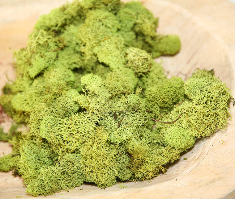 Preserved Colored Deer Moss – 4oz Bag