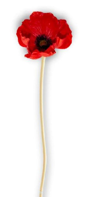 11 Inch Red Real Touch Mini Poppy Stem