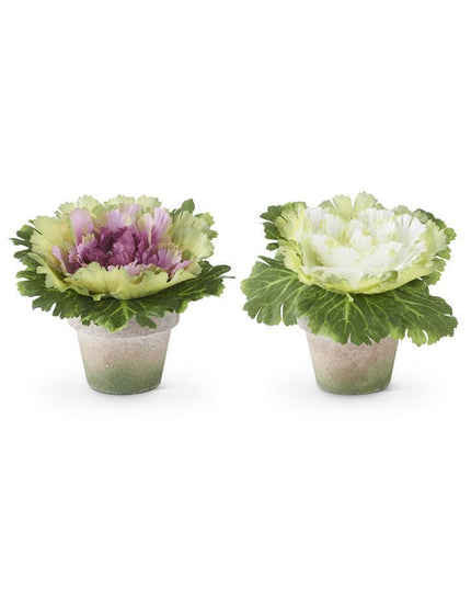6 Inch Cabbages in Pots (Assorted)