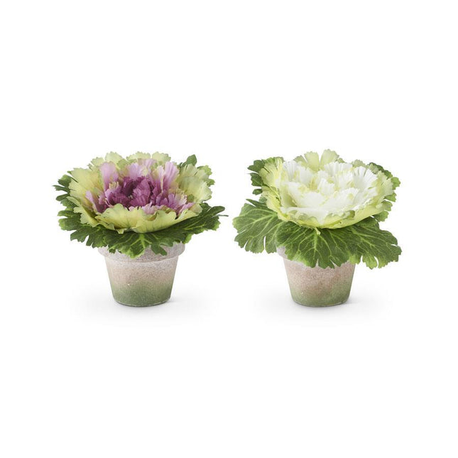 6 Inch Cabbages in Pots (Assorted)