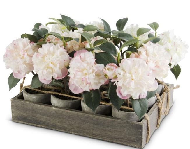 6" Potted Camelias