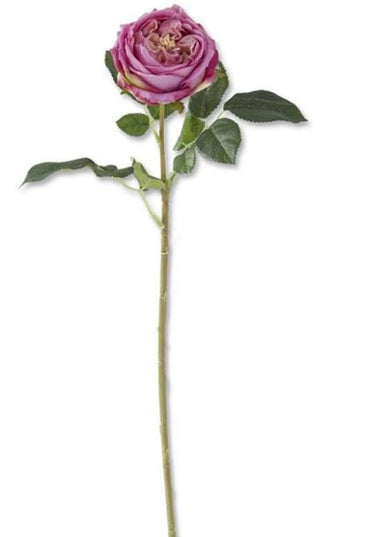 24 Inch Dark Purple Real Touch Austin Rose Stem