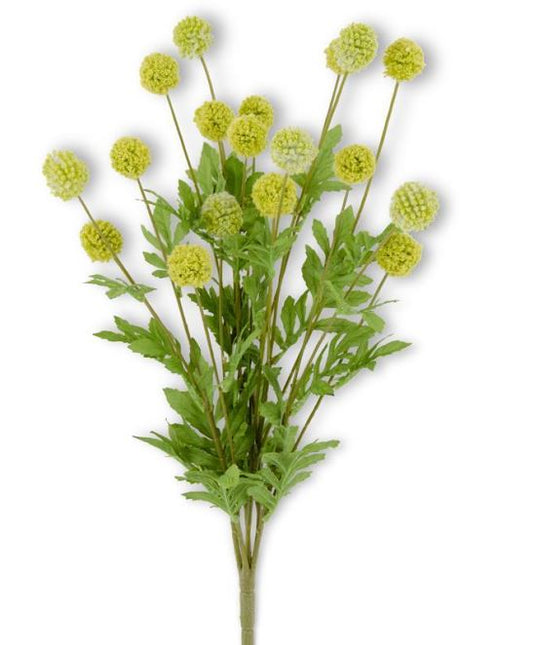 22 Inch Green Mini Allium Bush w/Foliage (18 Ball)