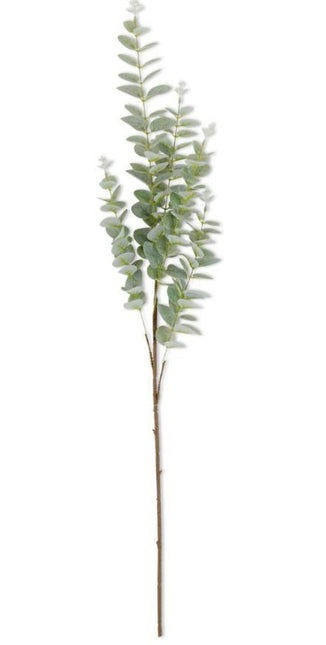 38 Inch Light Green Gunnii Eucalyptus Stem