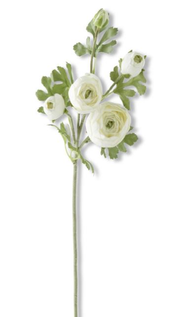 24.5 Inch White Real Touch 5 Head Ranunculus Stem