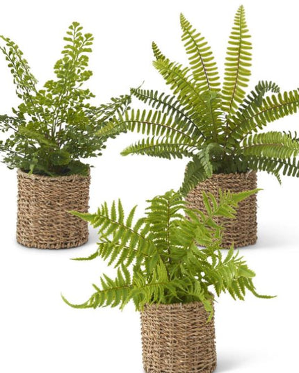 Assorted Ferns in Round Woven Basket