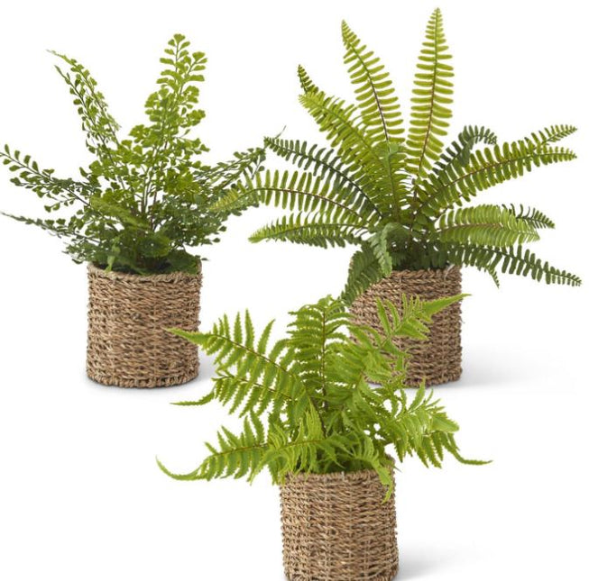 Assorted Ferns in Round Woven Basket