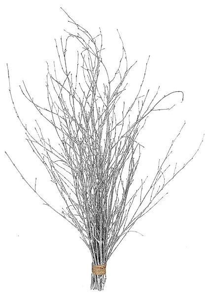 36"Glitter Cassia Bamboo Bundle