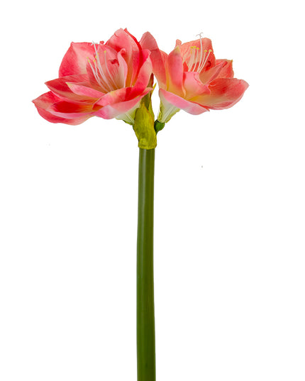 26" Amaryllis Pink