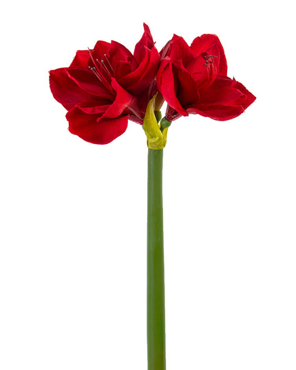 26" Amaryllis Red