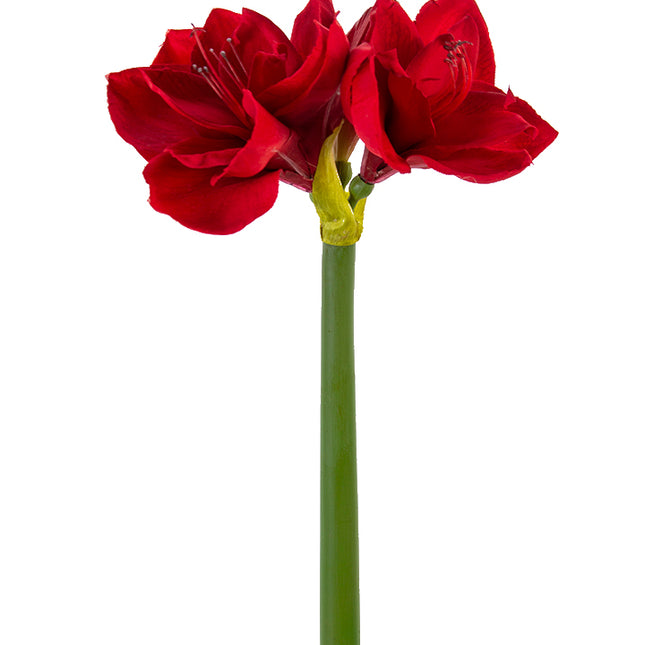 26" Amaryllis Red