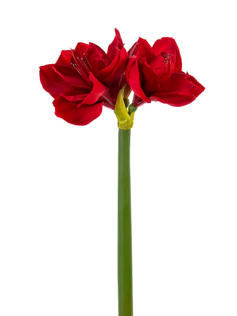 26" Amaryllis Red