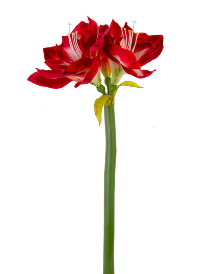 26" Amaryllis Red White