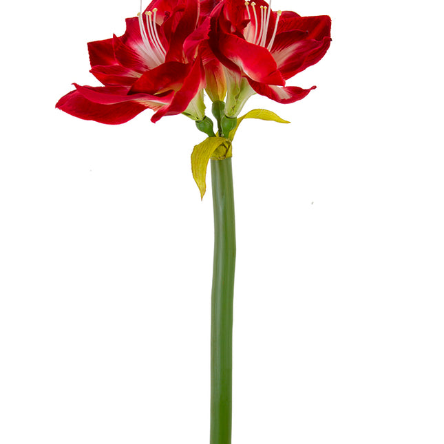 26" Amaryllis Red White