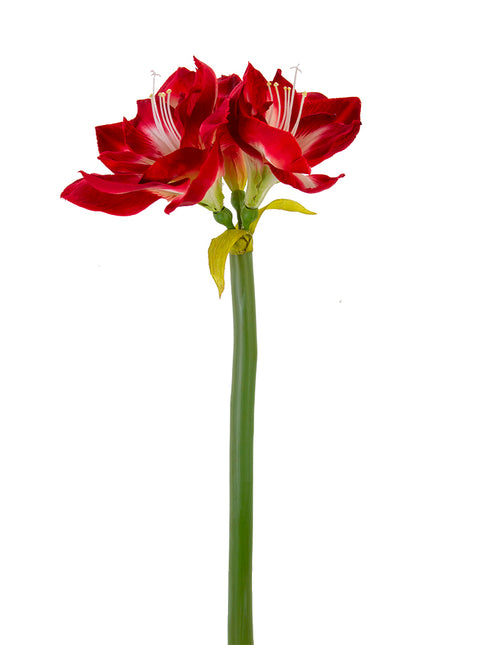 26" Amaryllis Red White