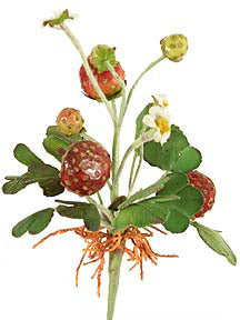Strawberry Plant w/ Root
