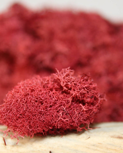 Preserved Colored Deer Moss – 4oz Bag