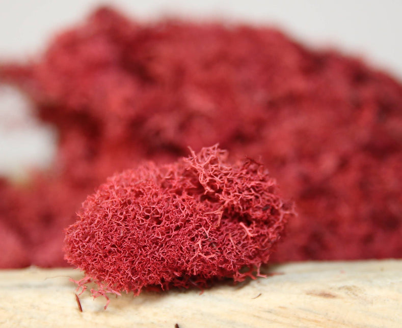 Preserved Colored Deer Moss – 4oz Bag