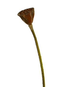 Lotus Seed Pod 28"