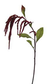 Amaranthus Hanging Burgundy 45"