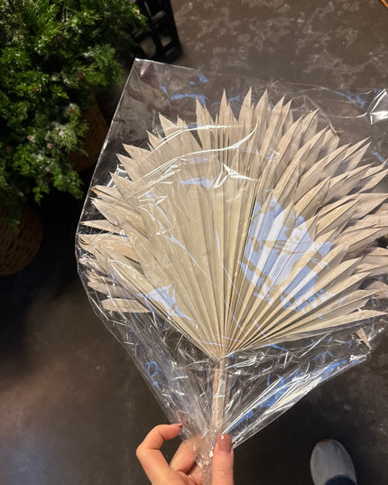 Sun Palm bundle of 5