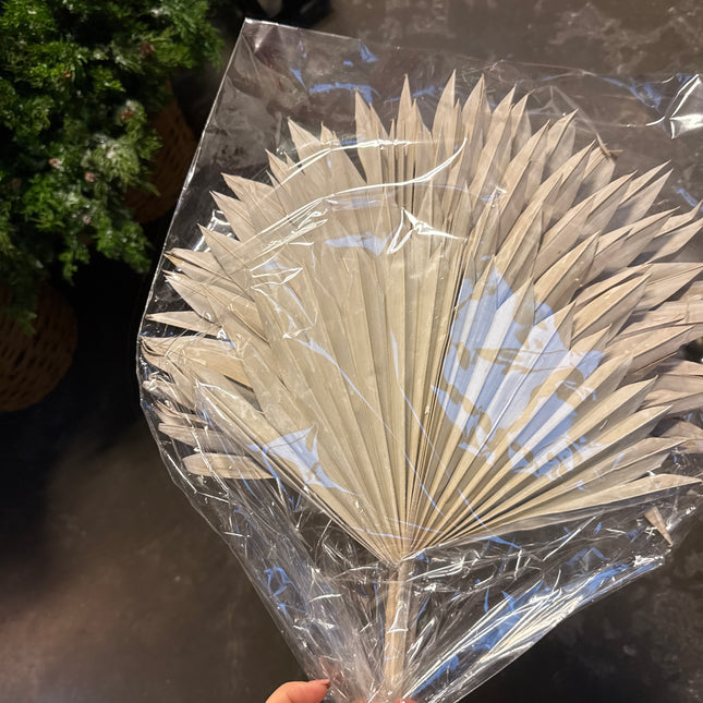 Sun Palm bundle of 5