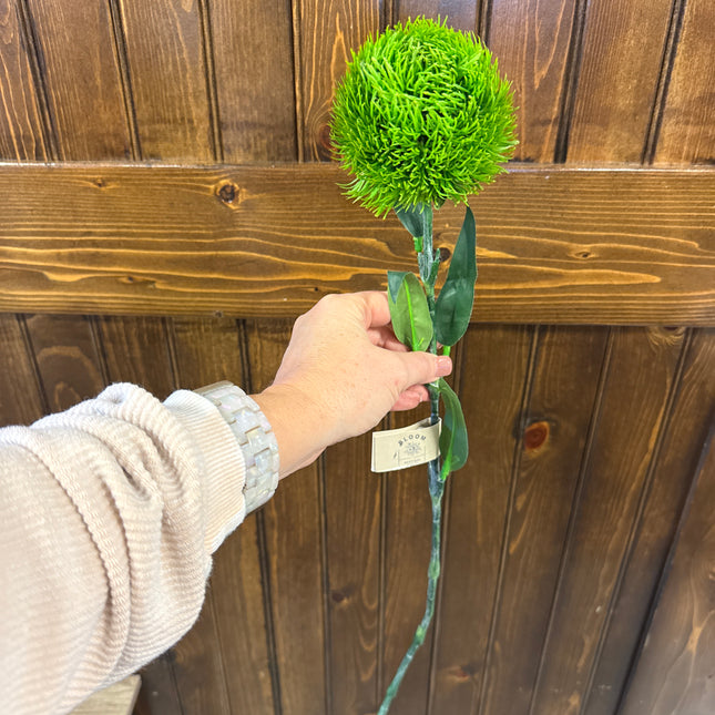 Green Trick Dianthus