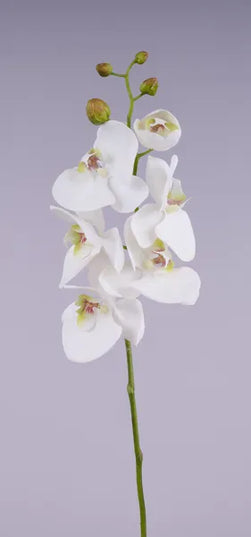26"L Phalaenopsis Stem