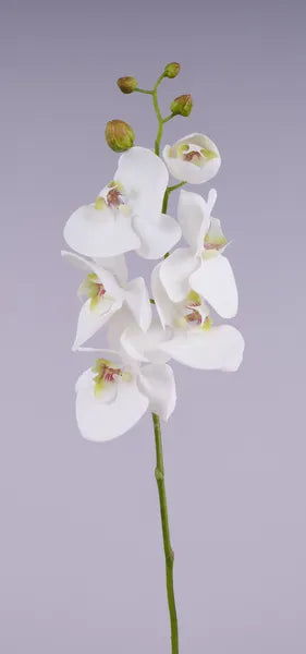 26"L Phalaenopsis Stem