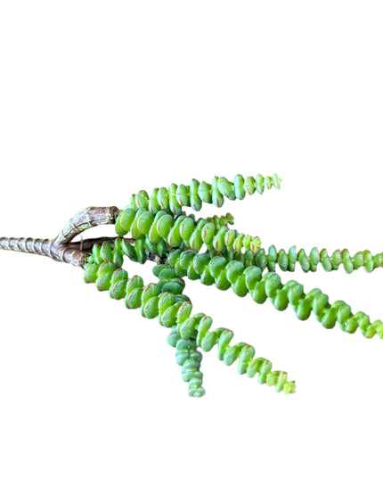 Succulent Pick image 0