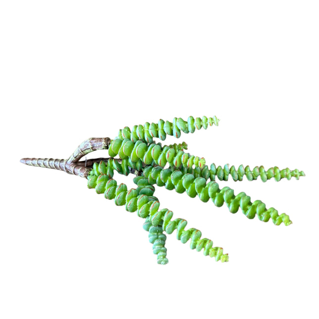 Succulent Pick image 0