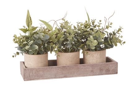Potted Eucalyptus Arrangements with Tray