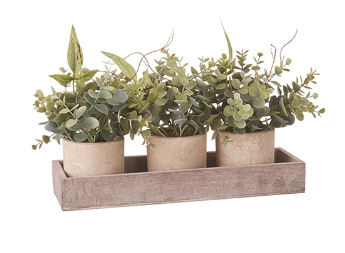 Potted Eucalyptus Arrangements with Tray