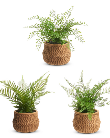 15" Potted Fern in Basket