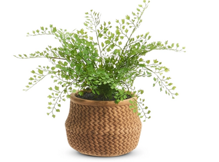 15" Potted Fern in Basket