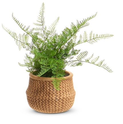 15" Potted Fern in Basket