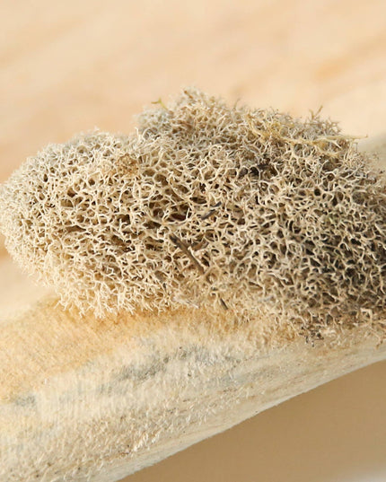 Preserved Colored Deer Moss – 4oz Bag