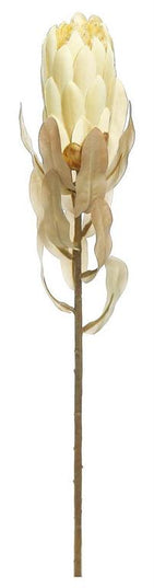 21" Protea Wheat