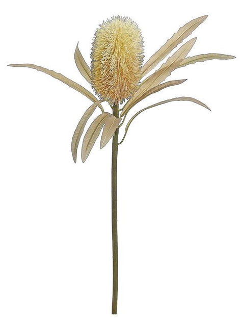23.5" Protea Wheat