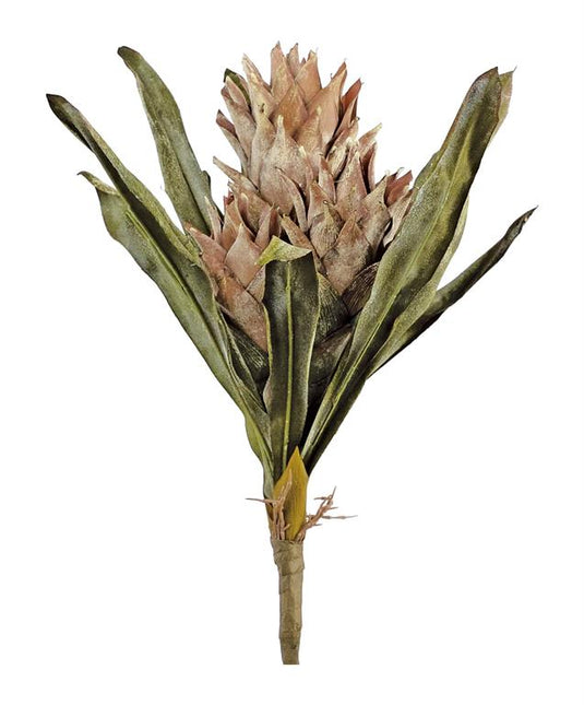 Dried Protea Bundle 19"