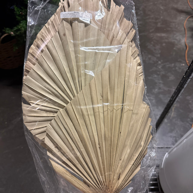 Palm Spear Natural