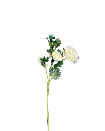 25" Italian White Ranunculus Stem