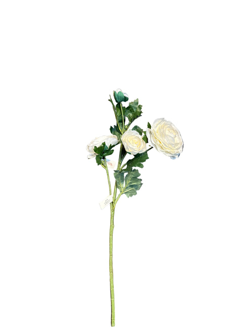 25" Italian White Ranunculus Stem