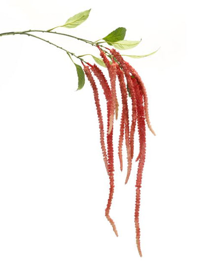 Amaranthus Stem 53.25"