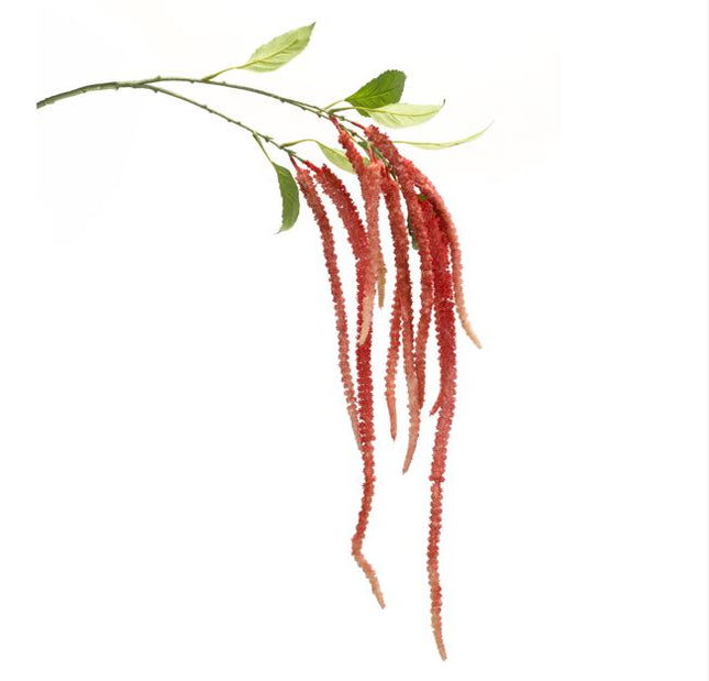 Amaranthus Stem 53.25"