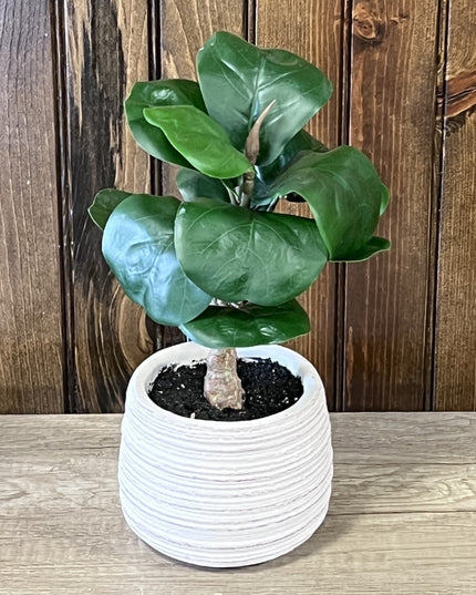 Fiddle Leaf Plant 11" image 0